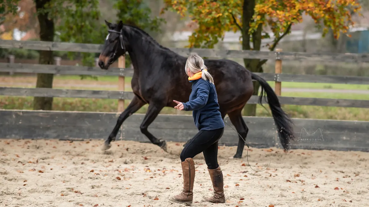 Workshop 3_Praxis Pferdekörper